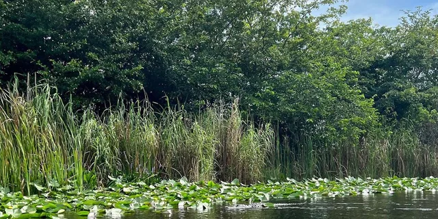 Miami Everglades Airboat Tour with Transportation - Image 4