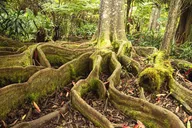 Kona Cloud Forest and Coffee Tour with Sea Turtles thumbnail 5