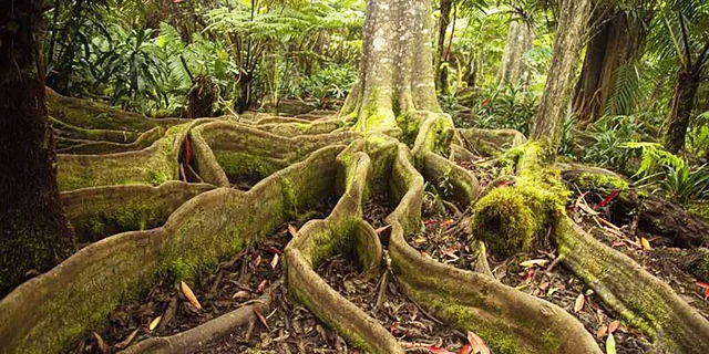 Kona Cloud Forest and Coffee Tour with Sea Turtles - Image 5