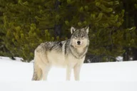 Yellowstone Wildlife Sightseeing Tour thumbnail 3