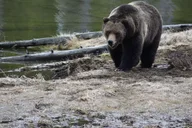 Yellowstone Wildlife Tour from West Yellowstone thumbnail 6