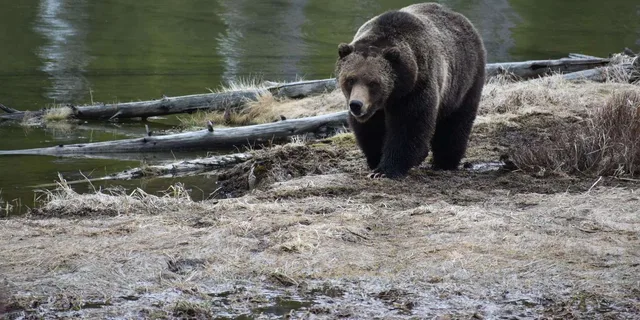 Yellowstone Wildlife Tour from West Yellowstone - Image 6
