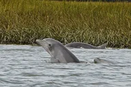 Hilton Head Dolphin Cruise at Sunset 90 min thumbnail 5