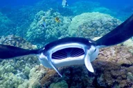 Kailua-Kona Night Snorkeling with Manta Rays 2.5 hr thumbnail 4