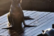 San Francisco Bay Adventure Cruise thumbnail 5