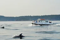 Orcas Island Whale Watching Tour thumbnail 6