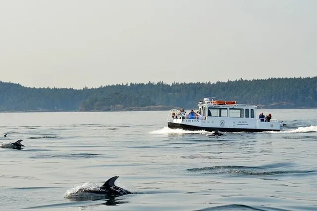 Orcas Island Whale Watching Tour - Image 6