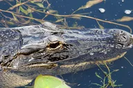 Orlando Everglades Airboat Tour 1 hr thumbnail 2