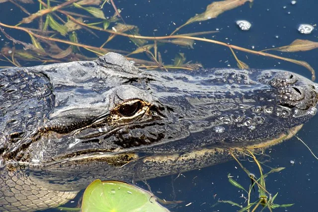 Orlando Everglades Airboat Tour 1 hr - Image 2