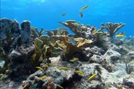 Key Largo Shallow 2 Tank Dive Trip thumbnail 5