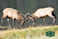 Rocky Mountain National Park Lower Valley Tour thumbnail 6
