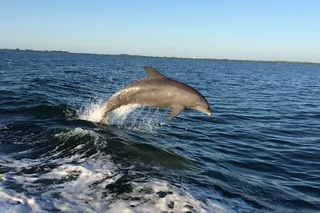 John's Pass Dolphin Watching Eco Tour