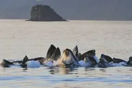Juneau Whale Watching and Mendenhall Glacier Tour thumbnail 3