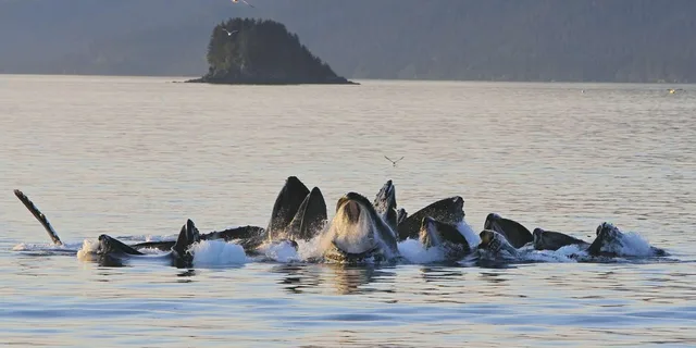 Juneau Whale Watching and Mendenhall Glacier Tour - Image 3
