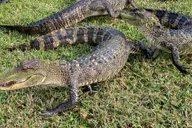 New Orleans Manchac Bayou Swamp Cruise thumbnail 4