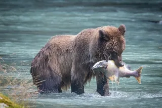 Haines Private Nature and Photography Tour