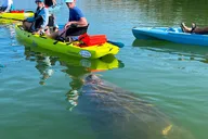 Bonita Springs Kayak EcoTour thumbnail 1