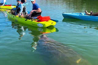Bonita Springs Kayak EcoTour