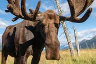 Anchorage Scenic Wildlife Center Tour thumbnail 2