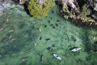 Crystal River Manatee Watching Cruise 1.5 hr thumbnail 3