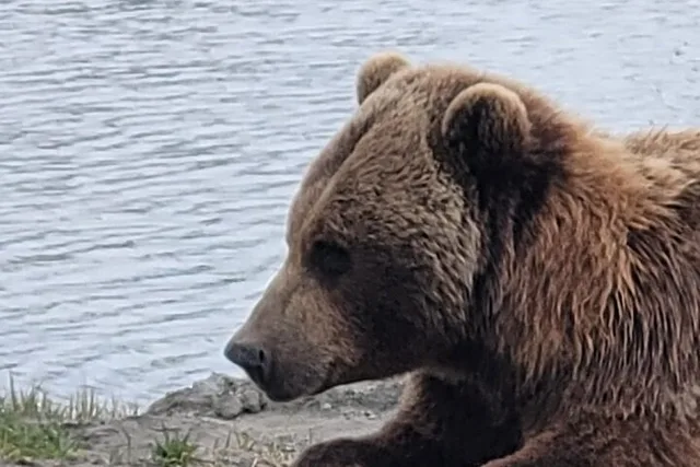 Anchorage Alaska Wildlife Conservation Center Tour - Image 5