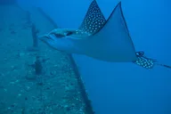 Waikiki SCUBA Diving Wreck Tour - Certified Divers thumbnail 5