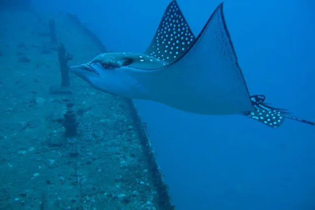 Waikiki SCUBA Diving Wreck Tour - Certified Divers - Image 5