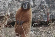 Rapid City Scenic Black Hills Tour thumbnail 6