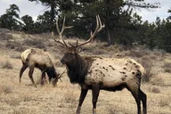 Denver Private Tour to Estes Park and Rocky Mountain National Park thumbnail 4