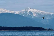Juneau Whale Watching Tour 3.5 Hours thumbnail 5