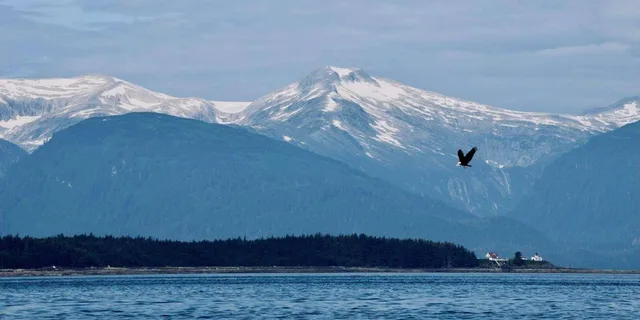 Juneau Whale Watching Tour 3.5 Hours - Image 5