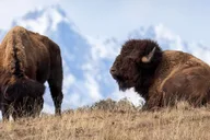 Jackson Grand Teton Sunset Sightseeing Tour thumbnail 2
