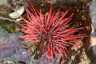 Ketchikan Attractions Tour thumbnail 4
