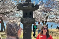Washington DC Cherry Blossoms Walking Tour thumbnail 6