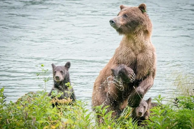 Haines Private Nature and Photography Tour - Image 6