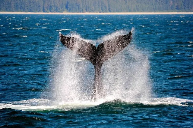 Icy Strait Whale & Wildlife Tour - Image 2