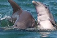 Key West Shark and Wildlife Catamaran Tour thumbnail 2