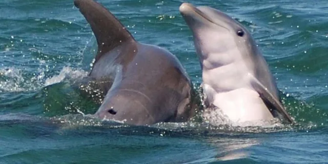 Key West Shark and Wildlife Catamaran Tour - Image 2