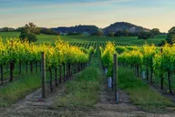 San Francisco Sonoma Valley Wine Tour thumbnail 1