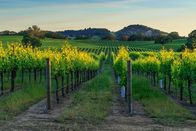 San Francisco Sonoma Valley Wine Tour - Image 1