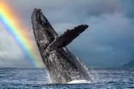 Honolulu Whale Watching Tour with E Sea Diver thumbnail 1
