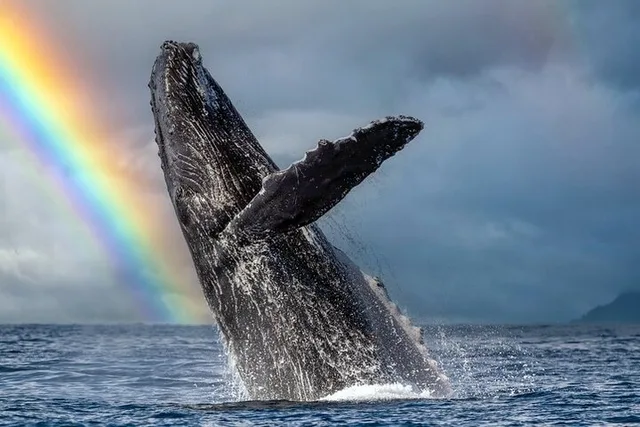 Honolulu Whale Watching Tour with E Sea Diver - Image 1