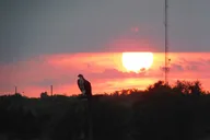 Cape May Sunset Safari Eco Cruise thumbnail 1