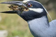 Washington DC Wildlife Photography Tour thumbnail 2