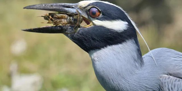 Washington DC Wildlife Photography Tour - Image 2