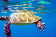 Maui Snorkeling Adventure at Molokini and Turtle Sites thumbnail 3