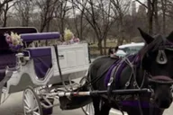 New York Central Park Horse and Carriage Ride thumbnail 2