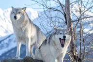 Anchorage Wildlife Conservation Center Admission thumbnail 3