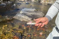 Smoky Mountains Fly Fishing Half Day thumbnail 4
