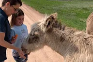 Custer State Park Jeep Safari & Mammoth Site Tour thumbnail 3